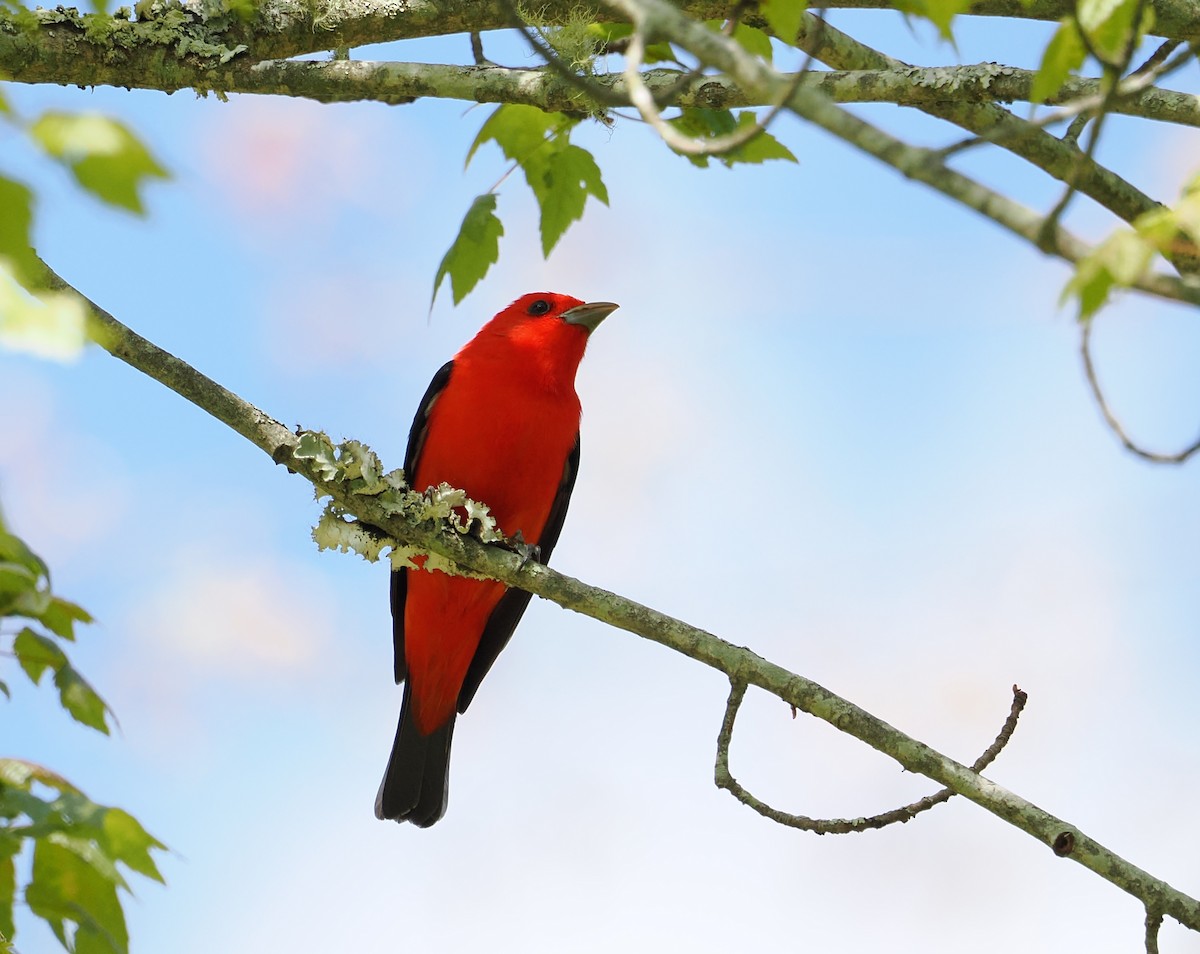 Scarlet Tanager - ML657329923