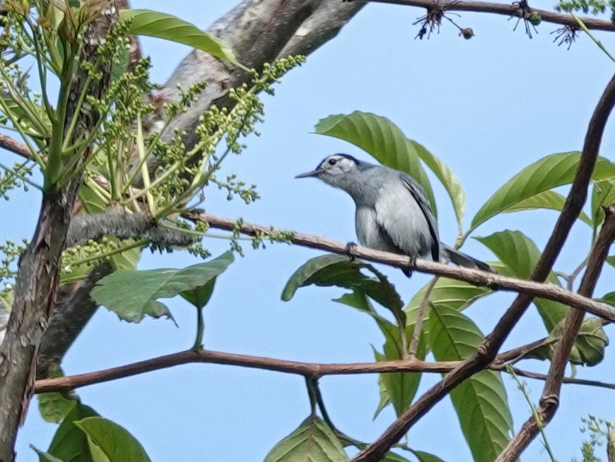 Perlita Cejiancha - ML657330960
