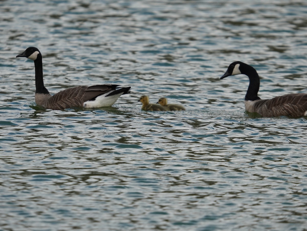 Canada Goose - ML657331383