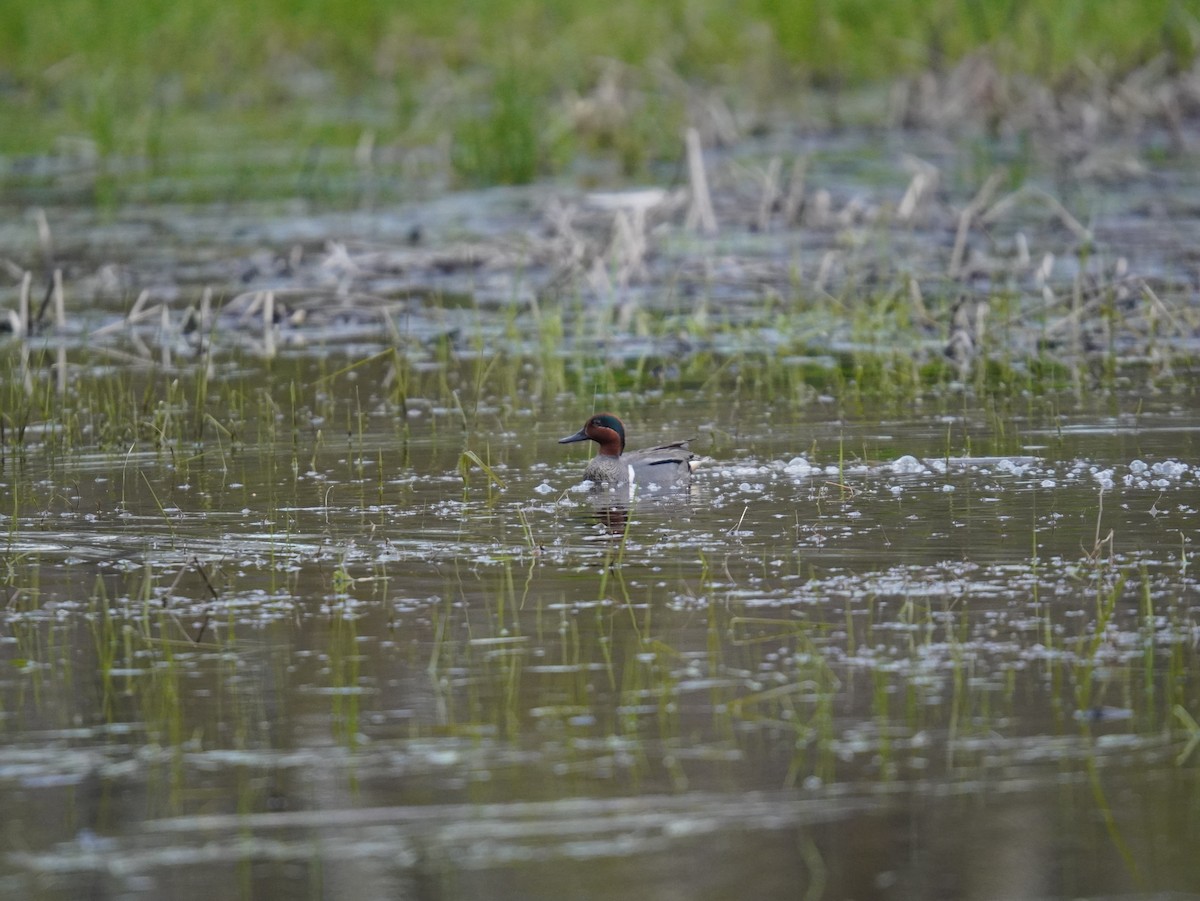 Green-winged Teal - ML657331398