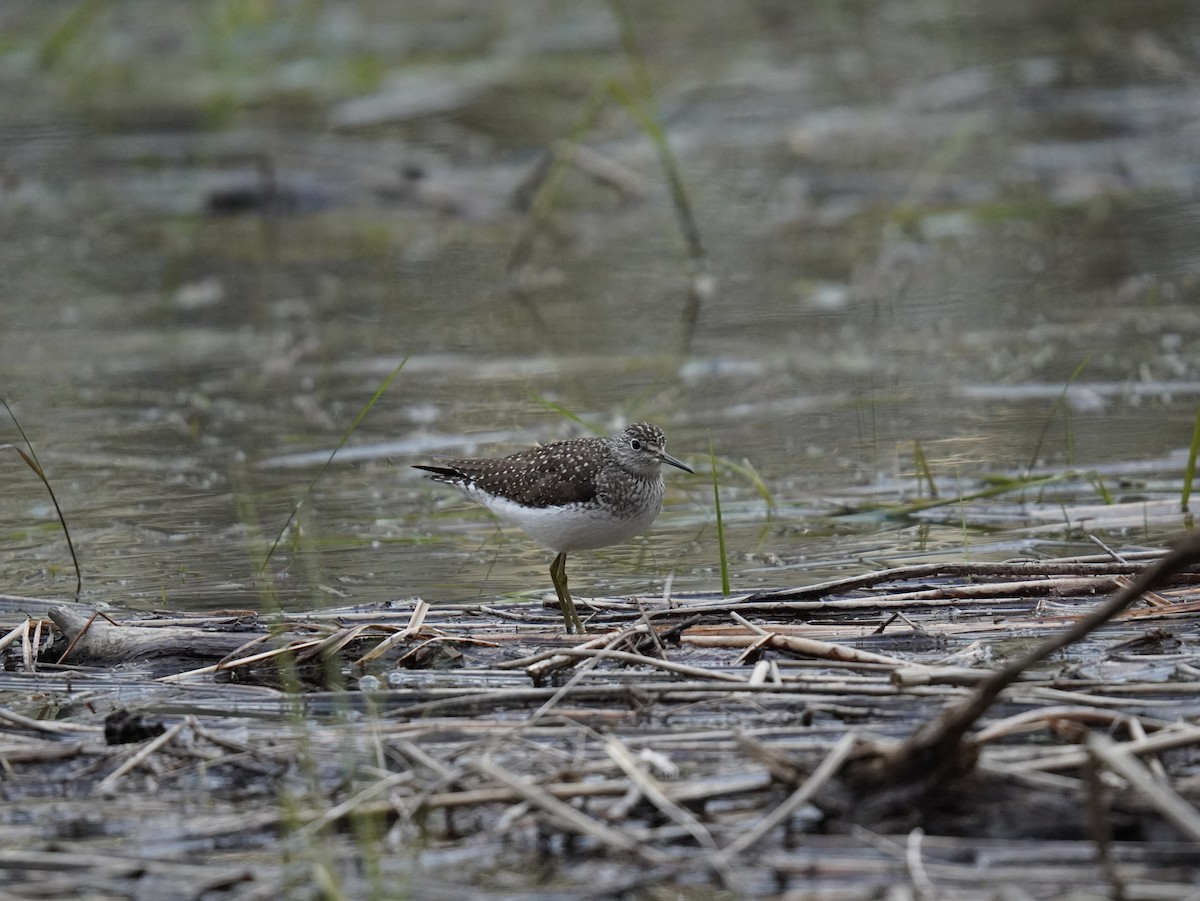 Solitary Sandpiper - ML657331579