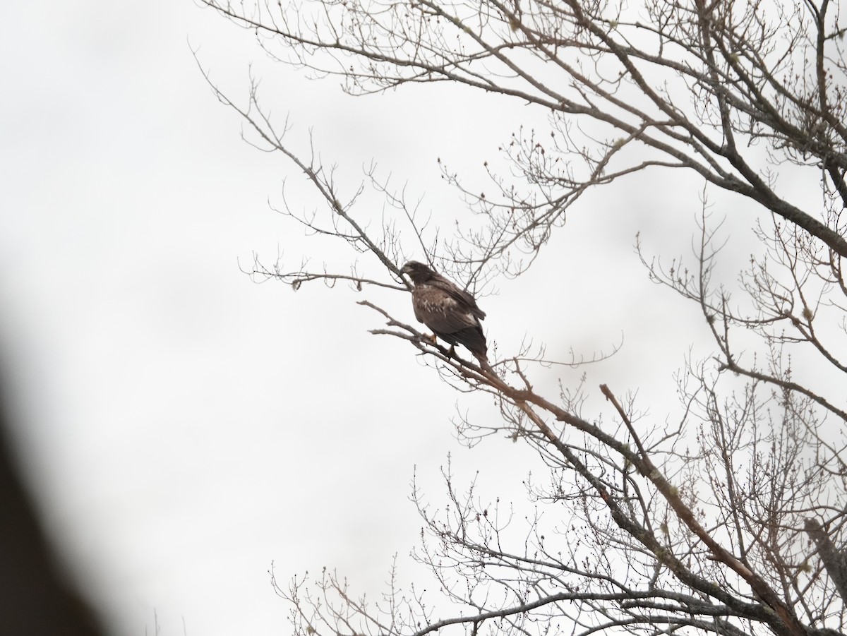 Bald Eagle - ML657331589