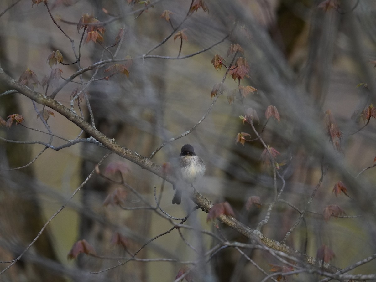 Eastern Phoebe - ML657331618