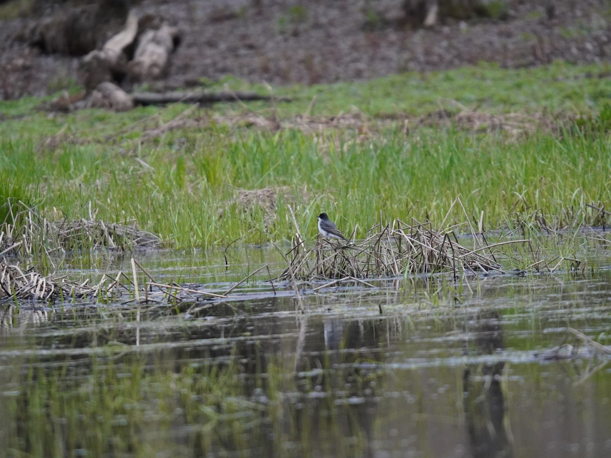Eastern Kingbird - ML657331628