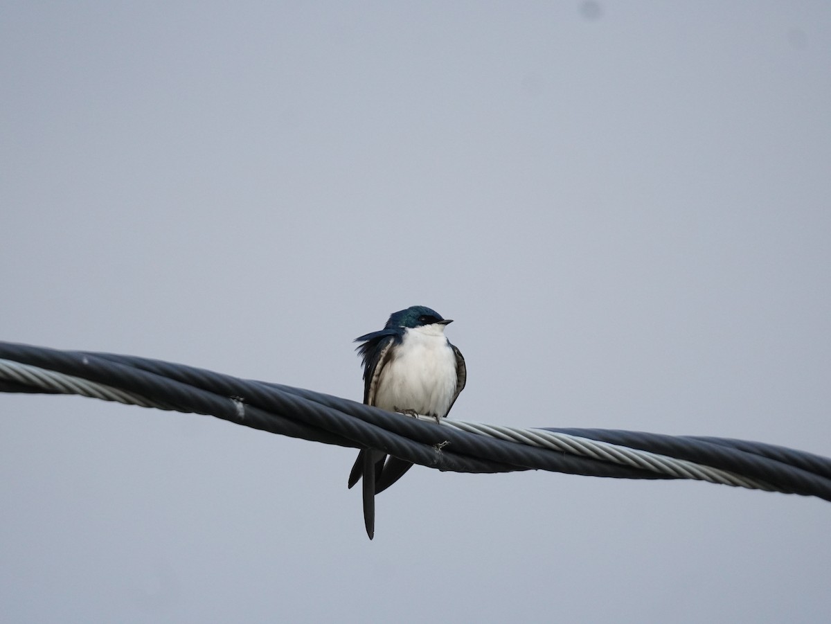 Tree Swallow - ML657331637