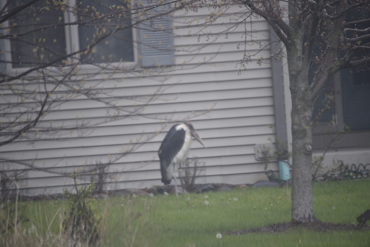 Marabou Stork - ML657331661