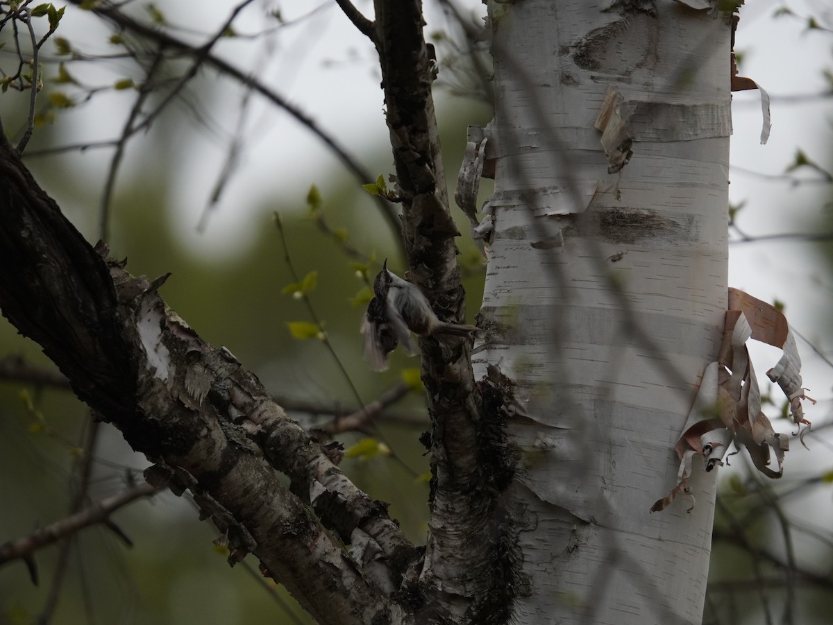 Brown Creeper - ML657331739