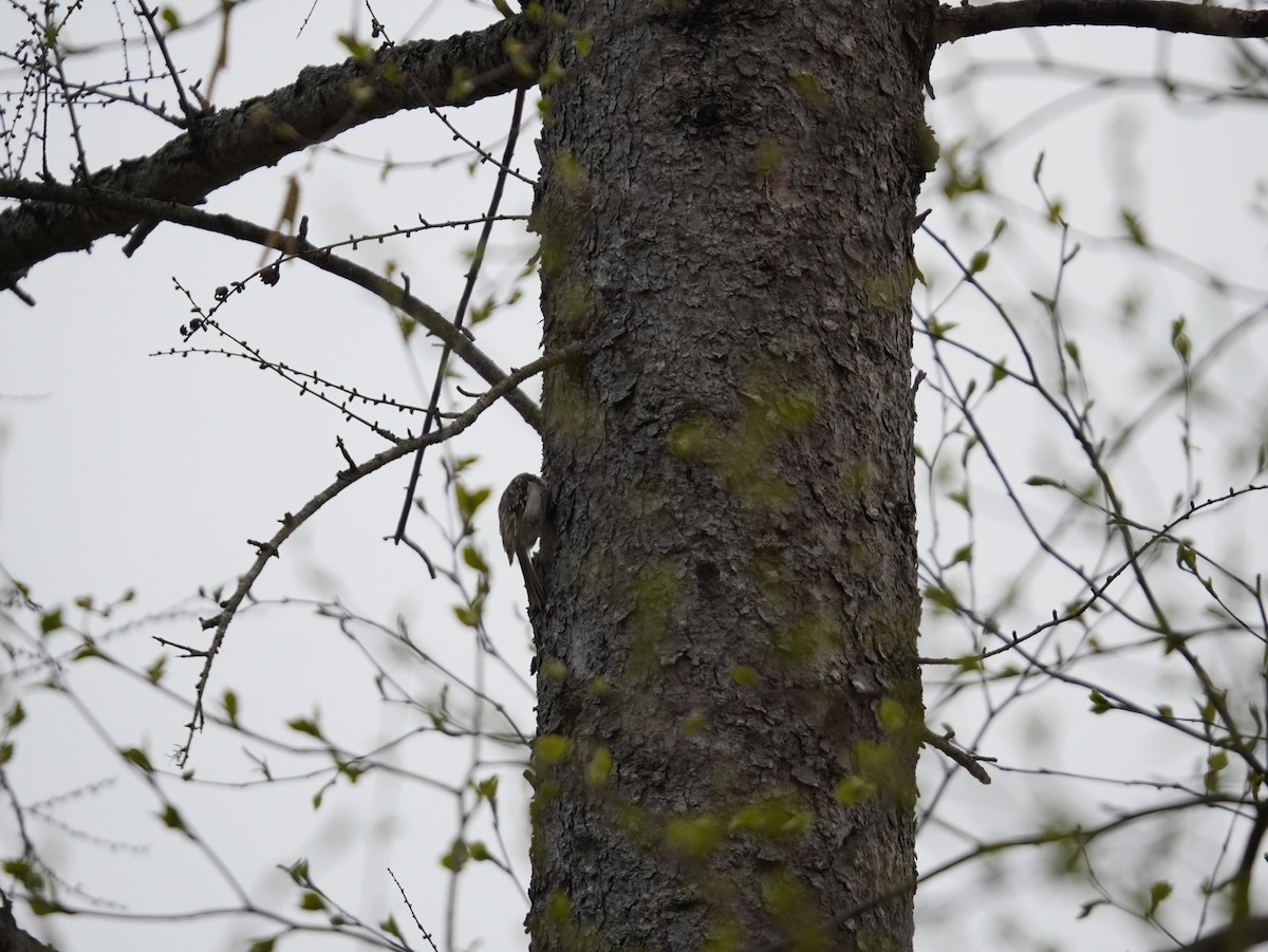 Brown Creeper - ML657331740