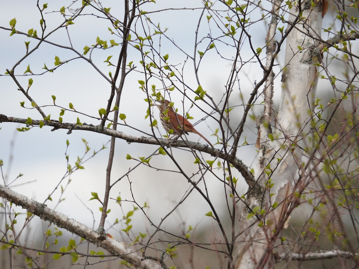 Brown Thrasher - ML657331766
