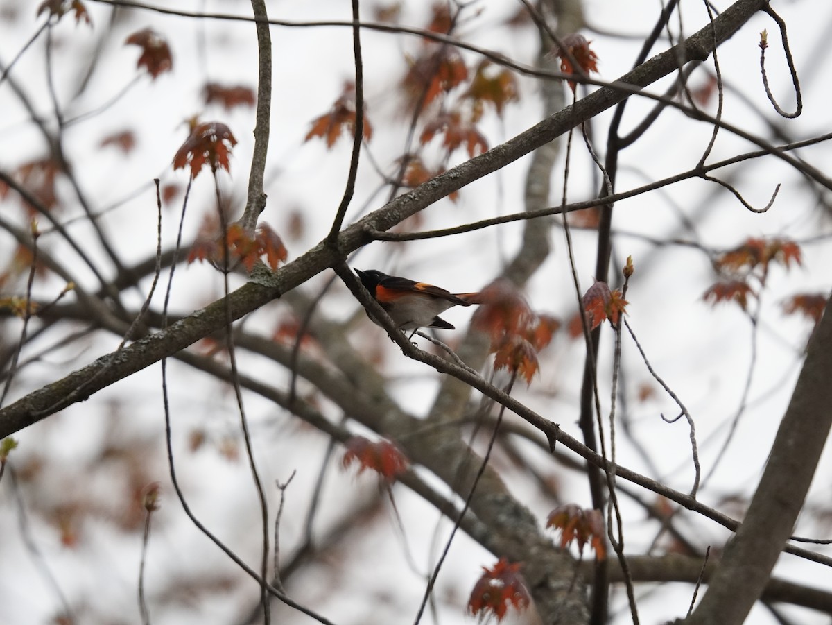 American Redstart - ML657331888