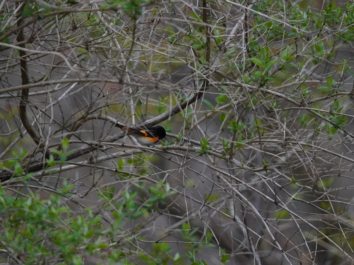 American Redstart - ML657331890