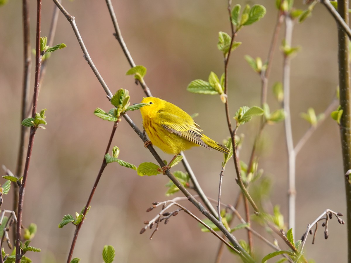 Northern Yellow Warbler - ML657332907