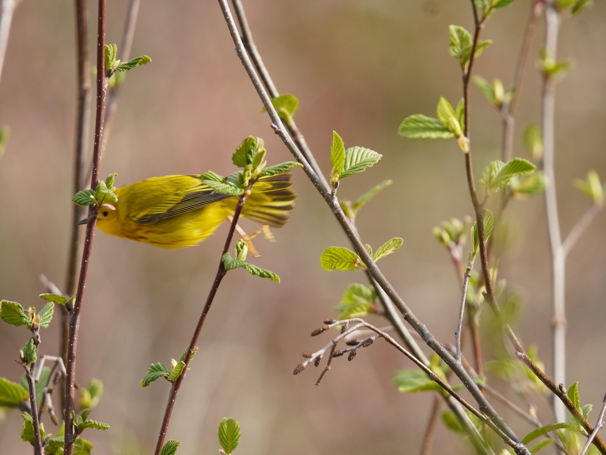 Northern Yellow Warbler - ML657332908