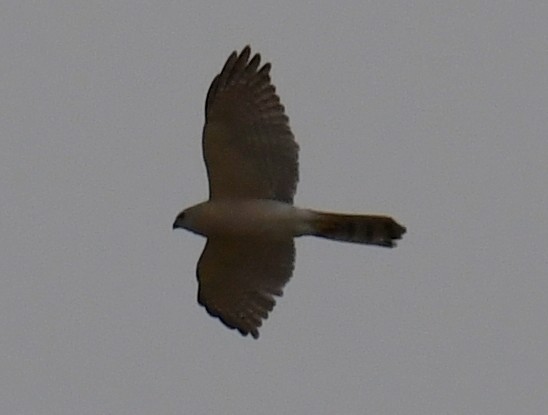 Shikra - ML657333447