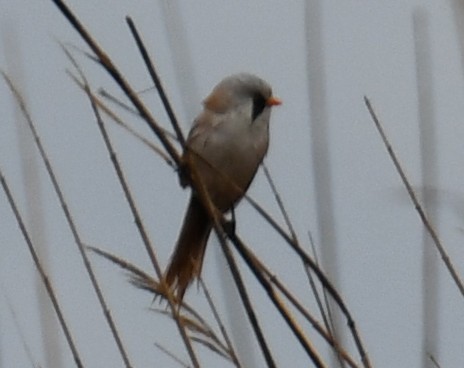 Bearded Reedling - ML657333868