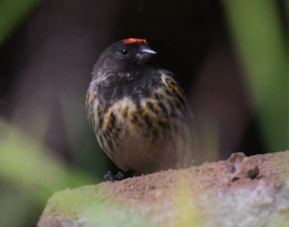 Fire-fronted Serin - ML657334000