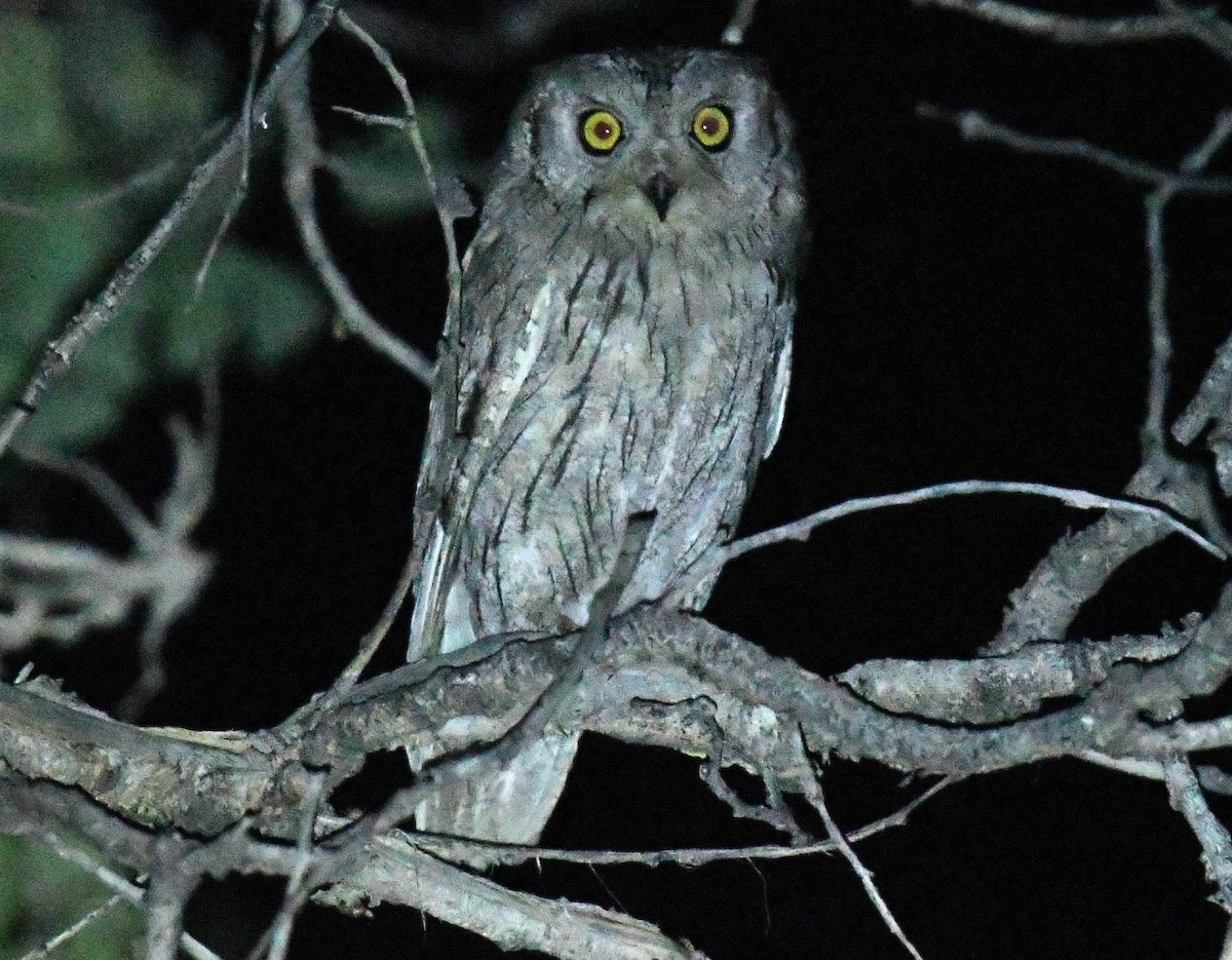 Pallid Scops-Owl - ML657334113