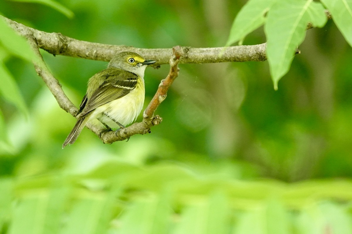 White-eyed Vireo - ML657334629