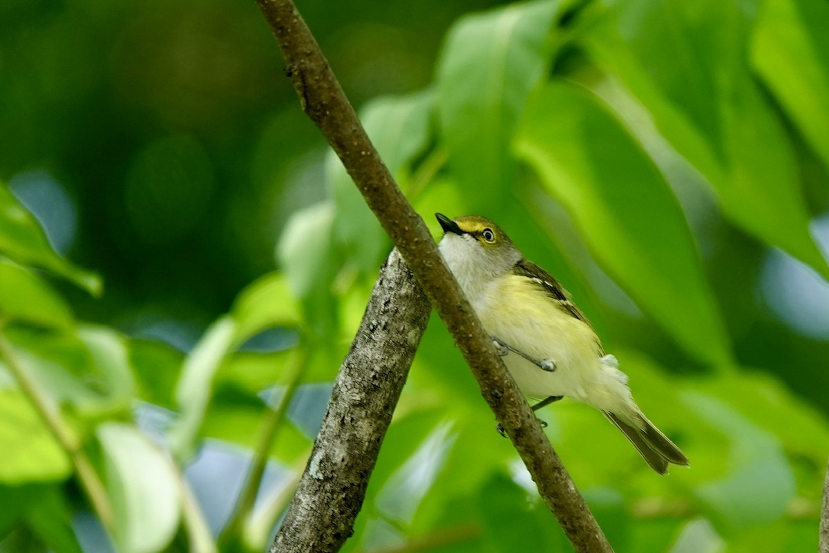 White-eyed Vireo - ML657334633