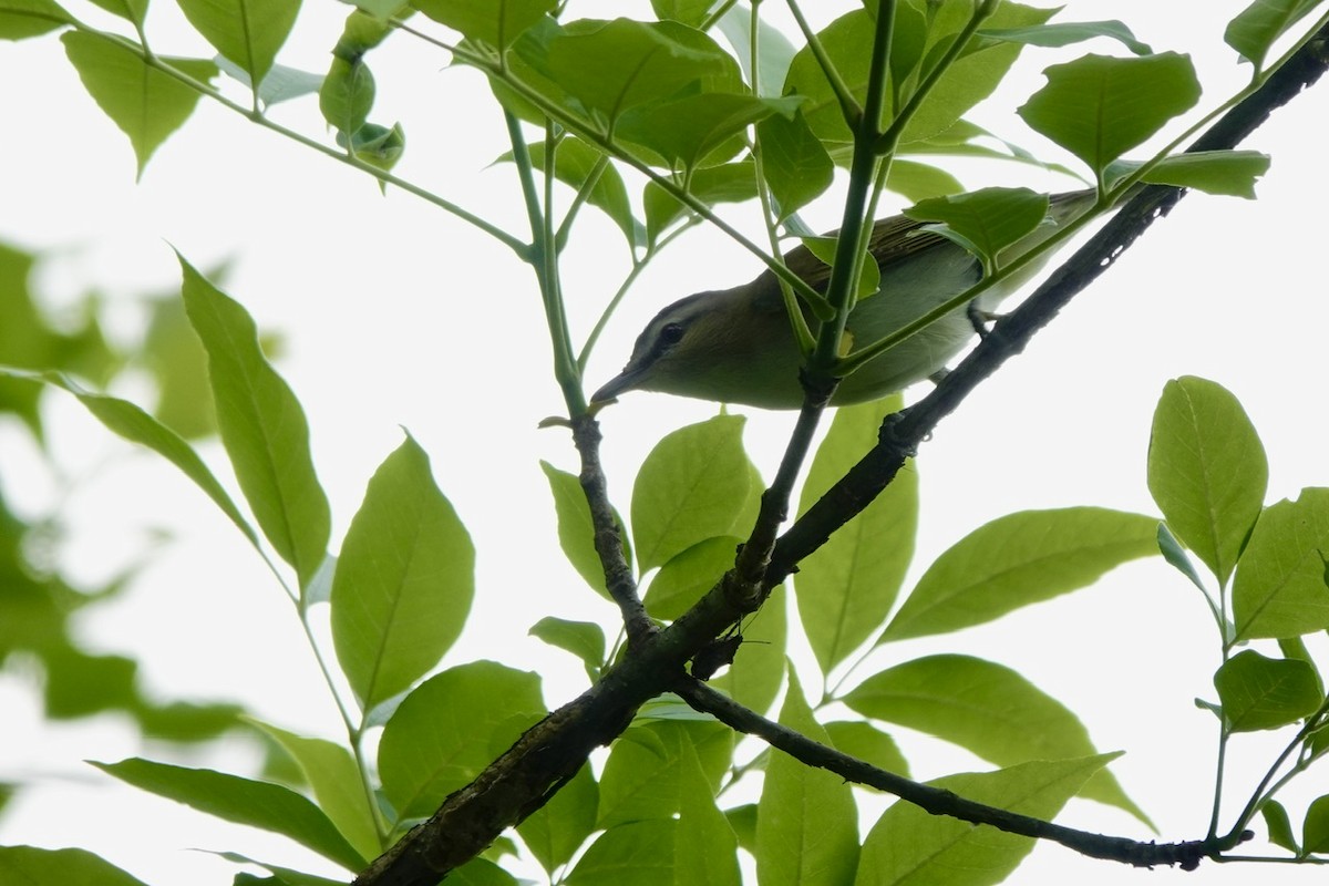 Red-eyed Vireo - ML657334821