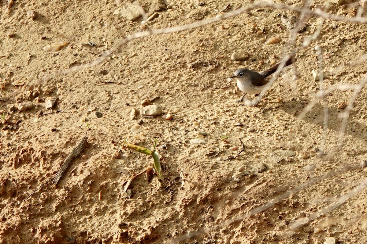 Blue-gray Gnatcatcher - ML657335585