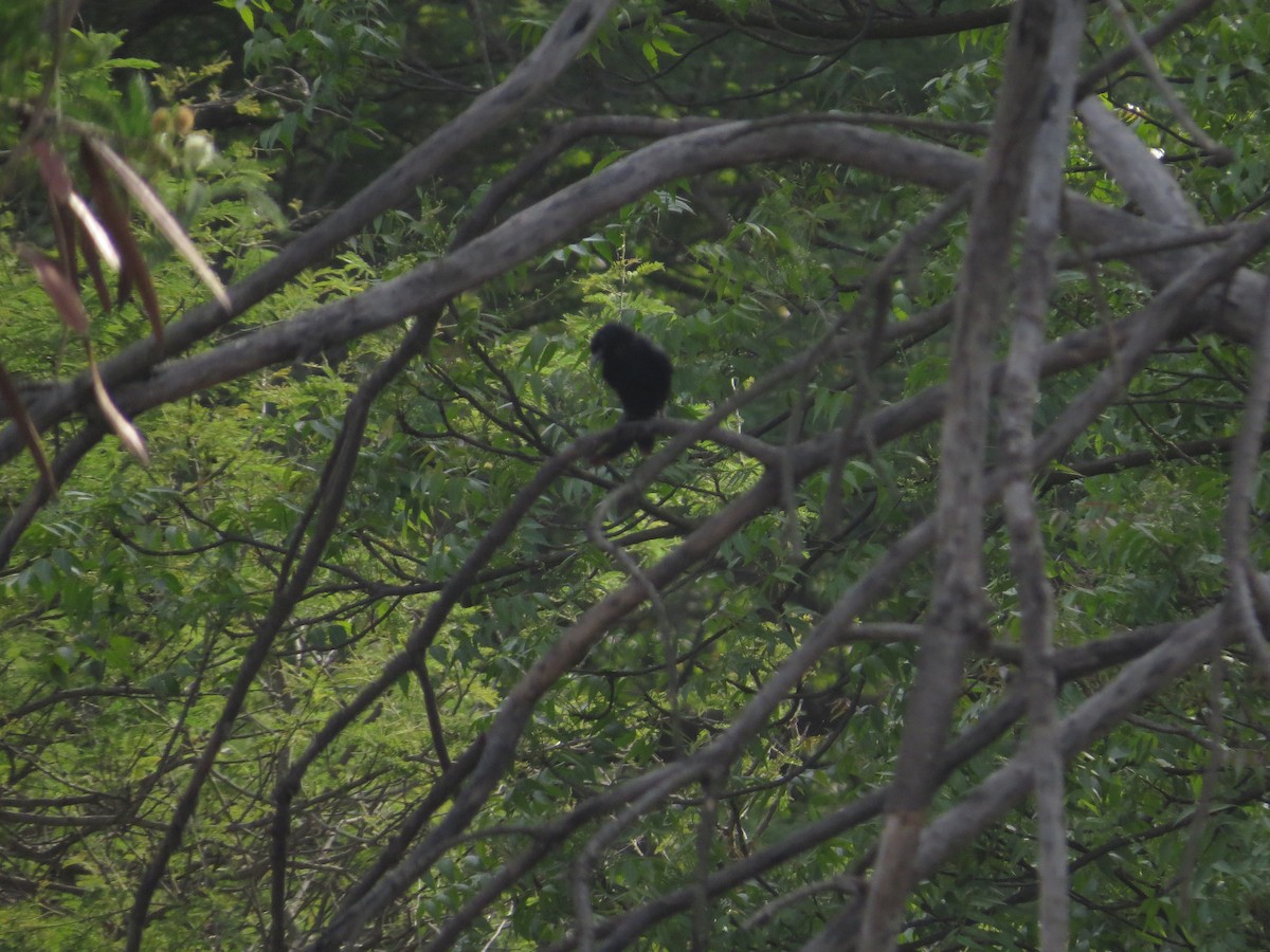Kara Drongo - ML657335883