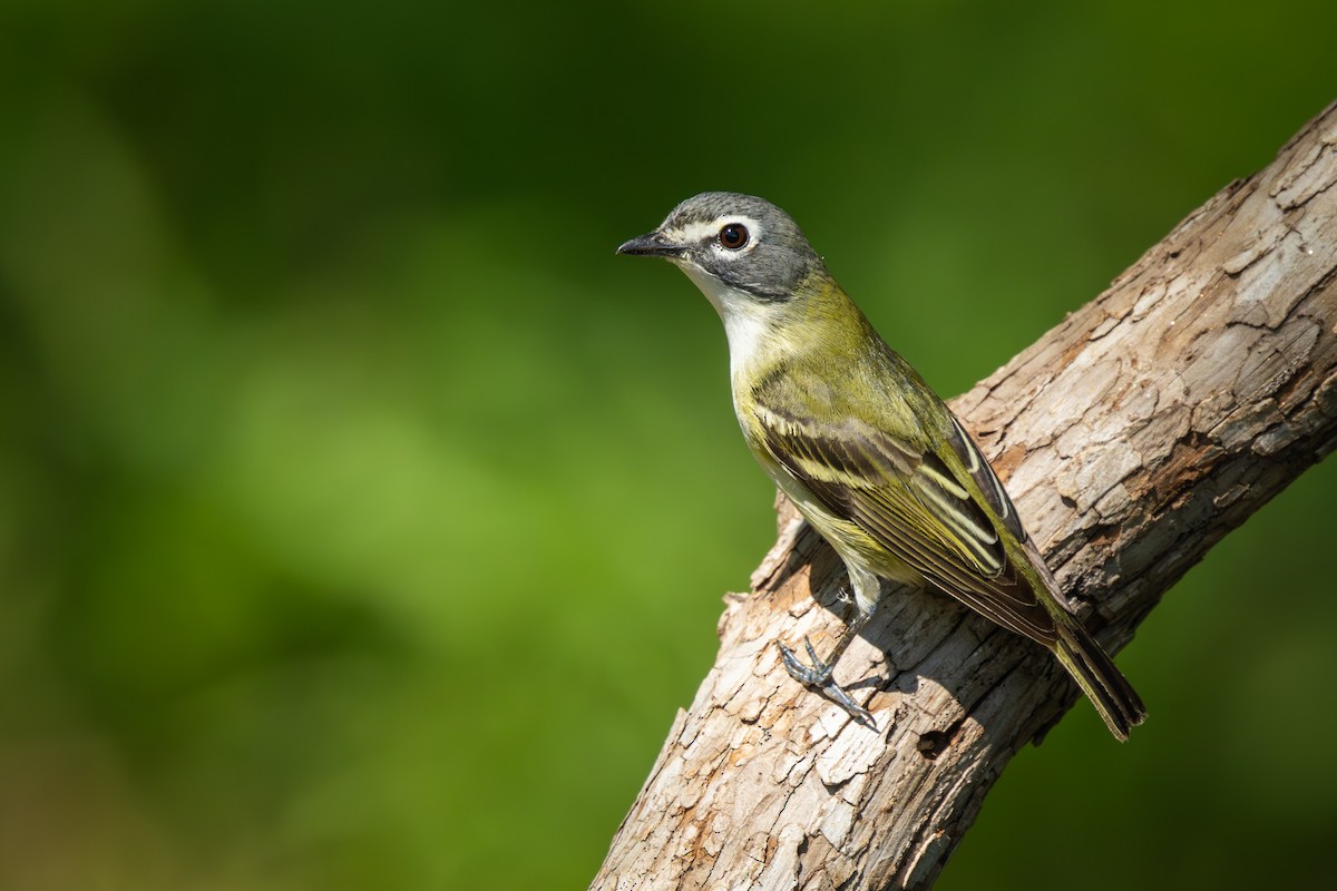 eremittvireo - ML657335917