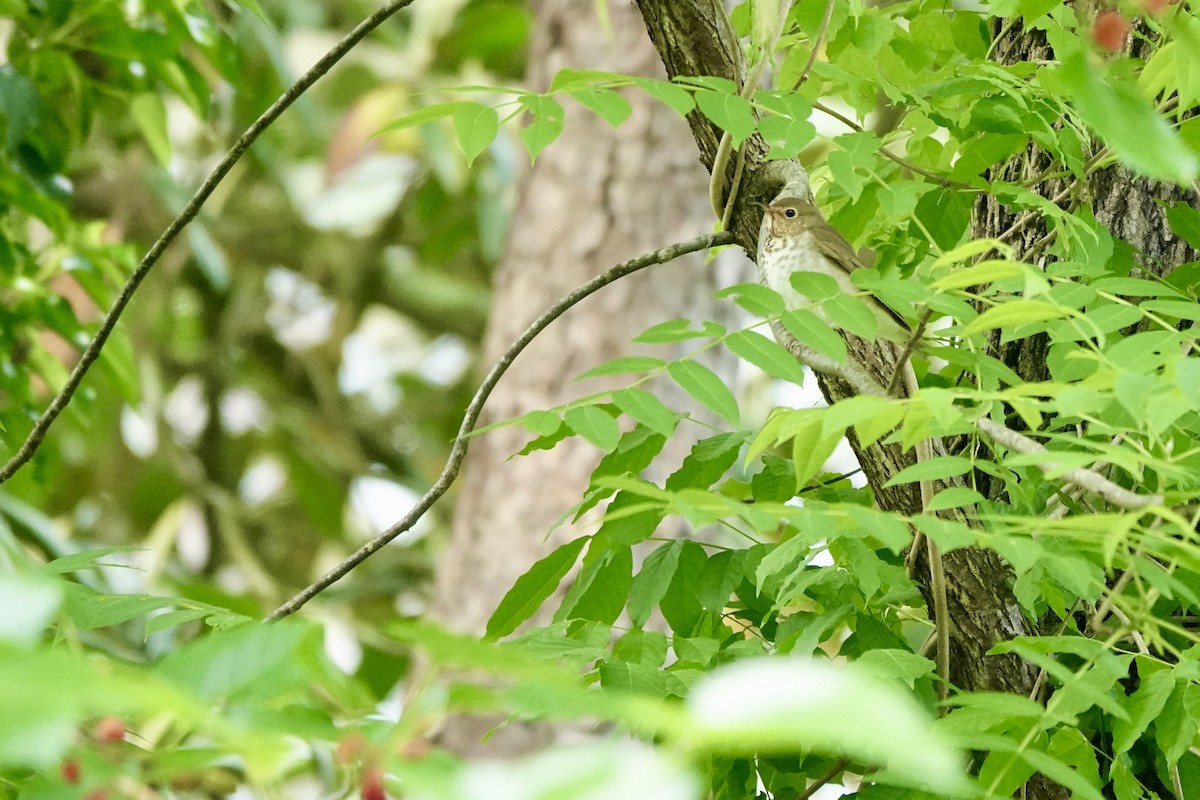 Swainson's Thrush - ML657335959