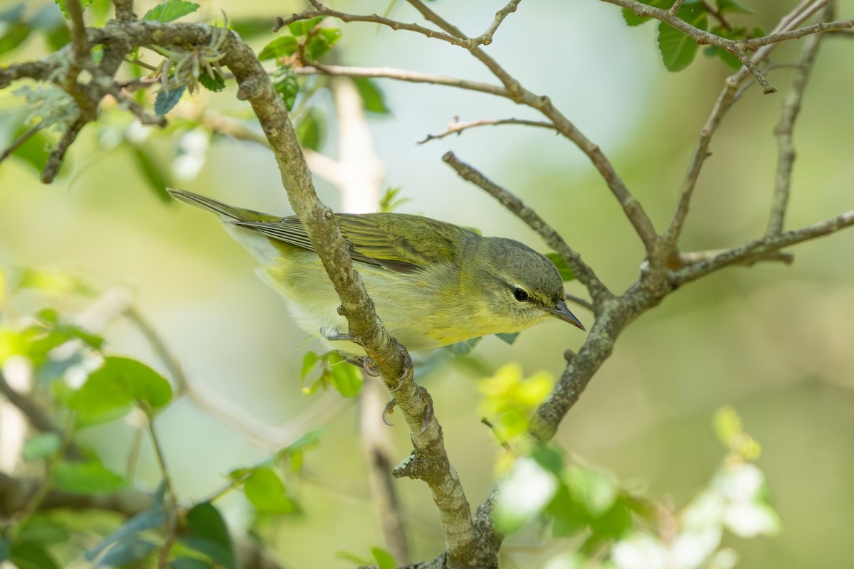 møllparula - ML657335967