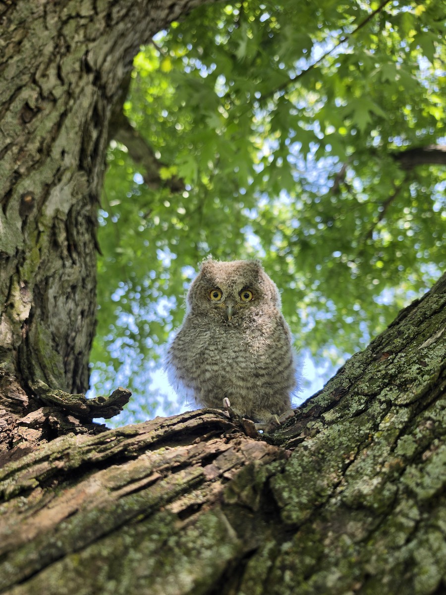 Eastern Screech-Owl - ML657336589