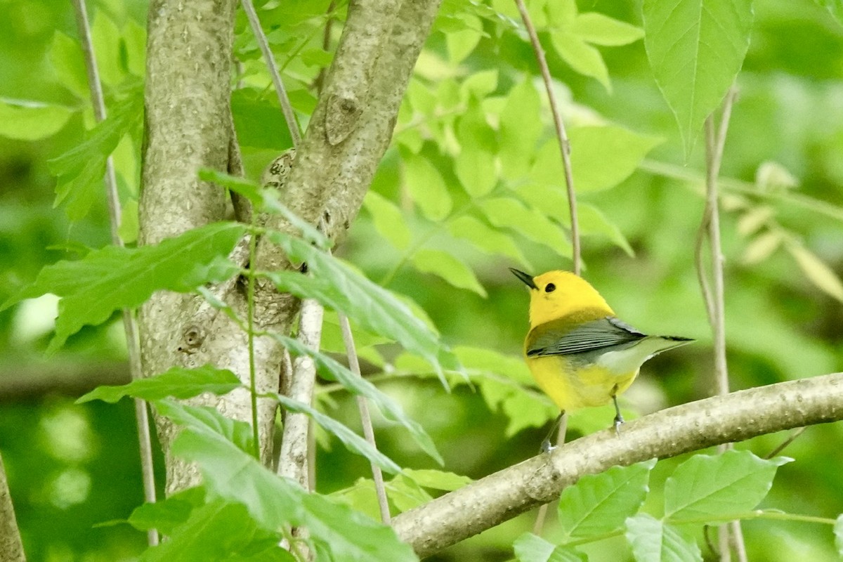 Prothonotary Warbler - ML657336776