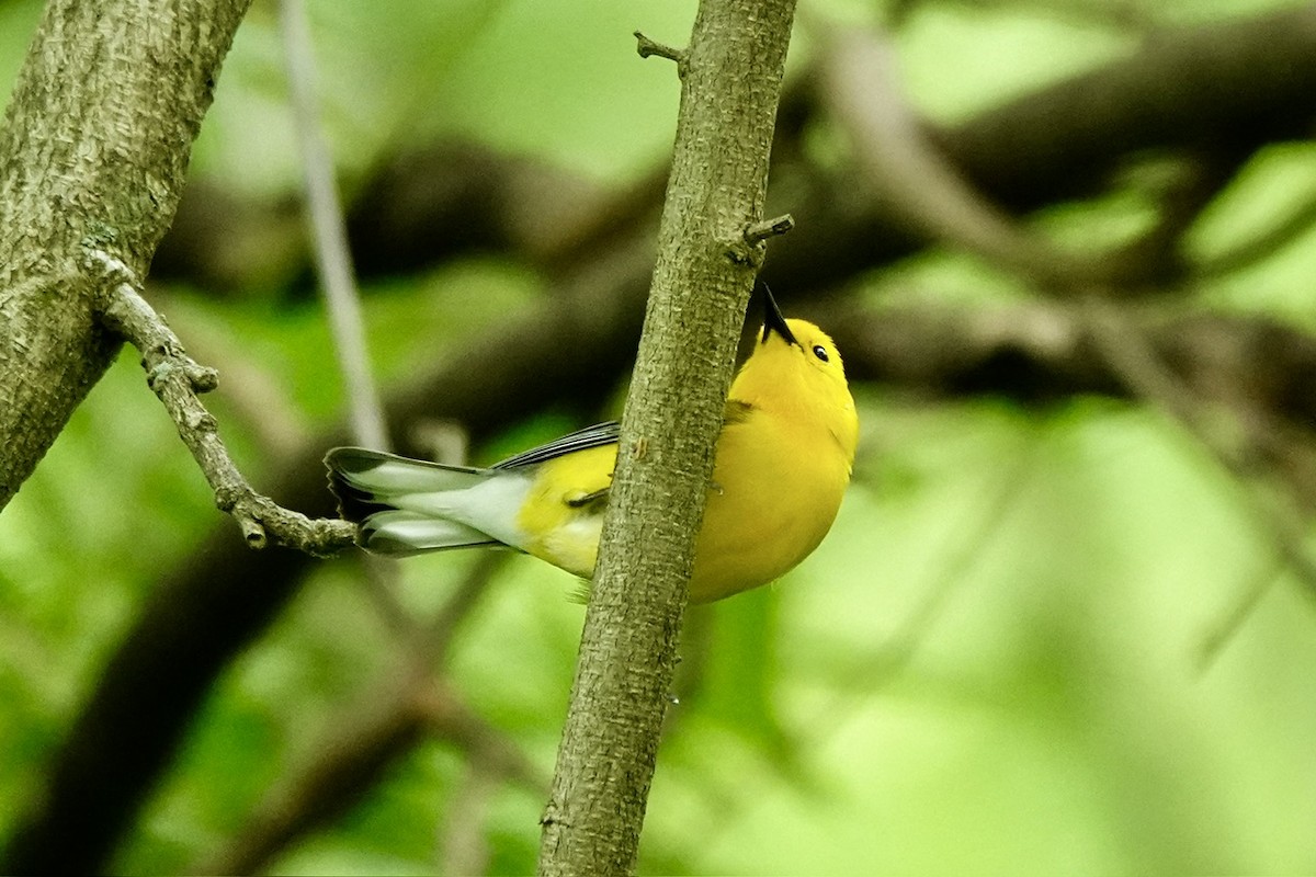 Prothonotary Warbler - ML657336777
