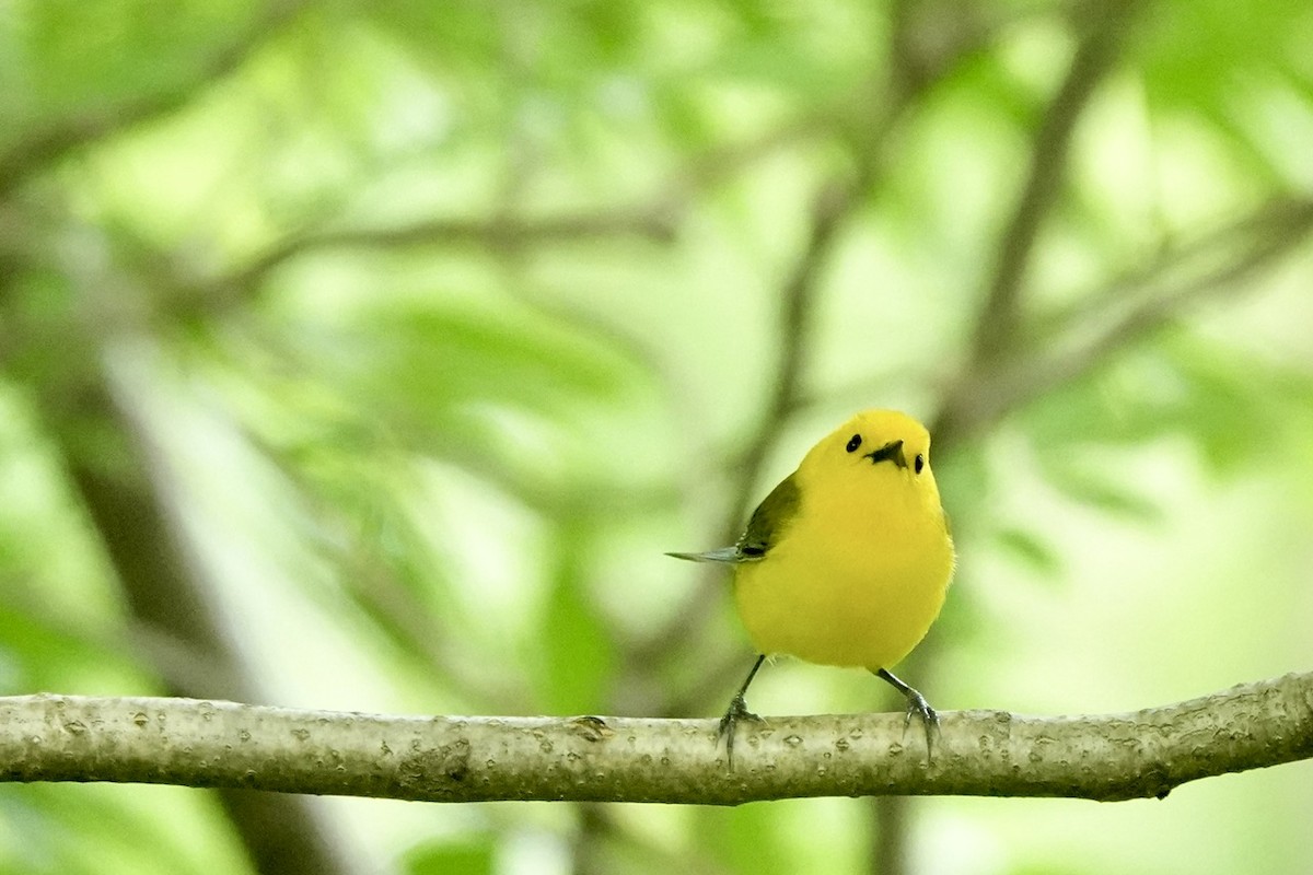 Prothonotary Warbler - ML657336778
