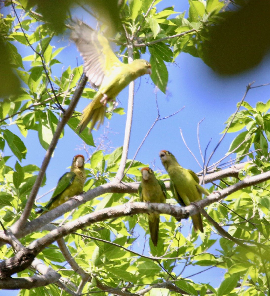 Orange-fronted Parakeet - Randy Bumbury