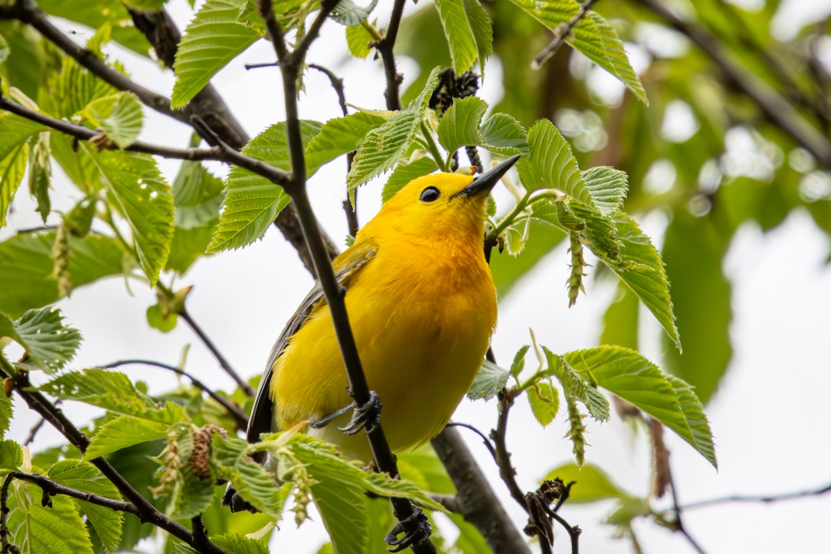 Prothonotary Warbler - ML657337261