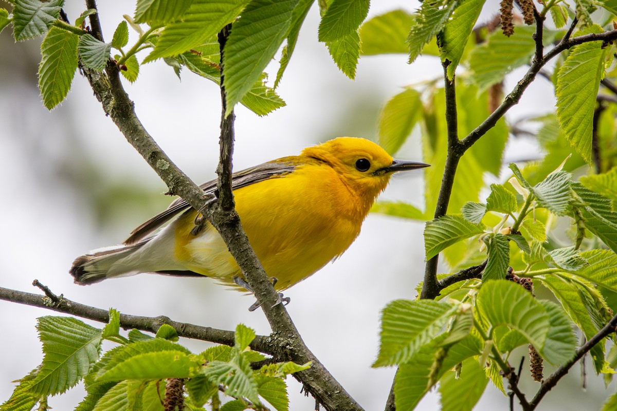 Prothonotary Warbler - ML657337263
