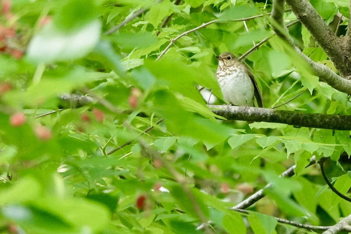 Swainson's Thrush - ML657337343