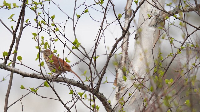 Brown Thrasher - ML657338575