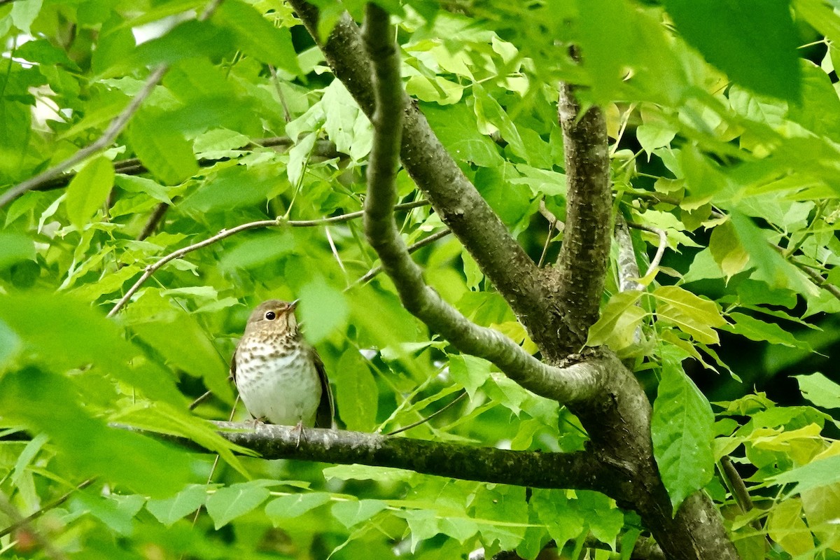 Swainson's Thrush - ML657338995