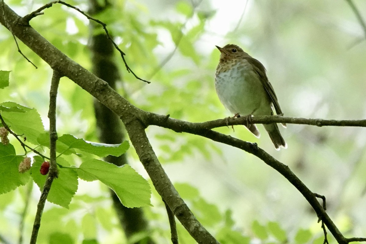 Swainson's Thrush - ML657338999
