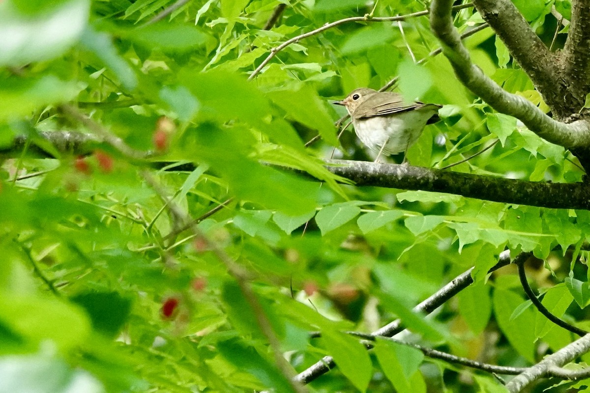 Swainson's Thrush - ML657339841