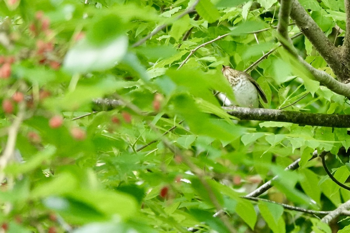 Swainson's Thrush - ML657339842