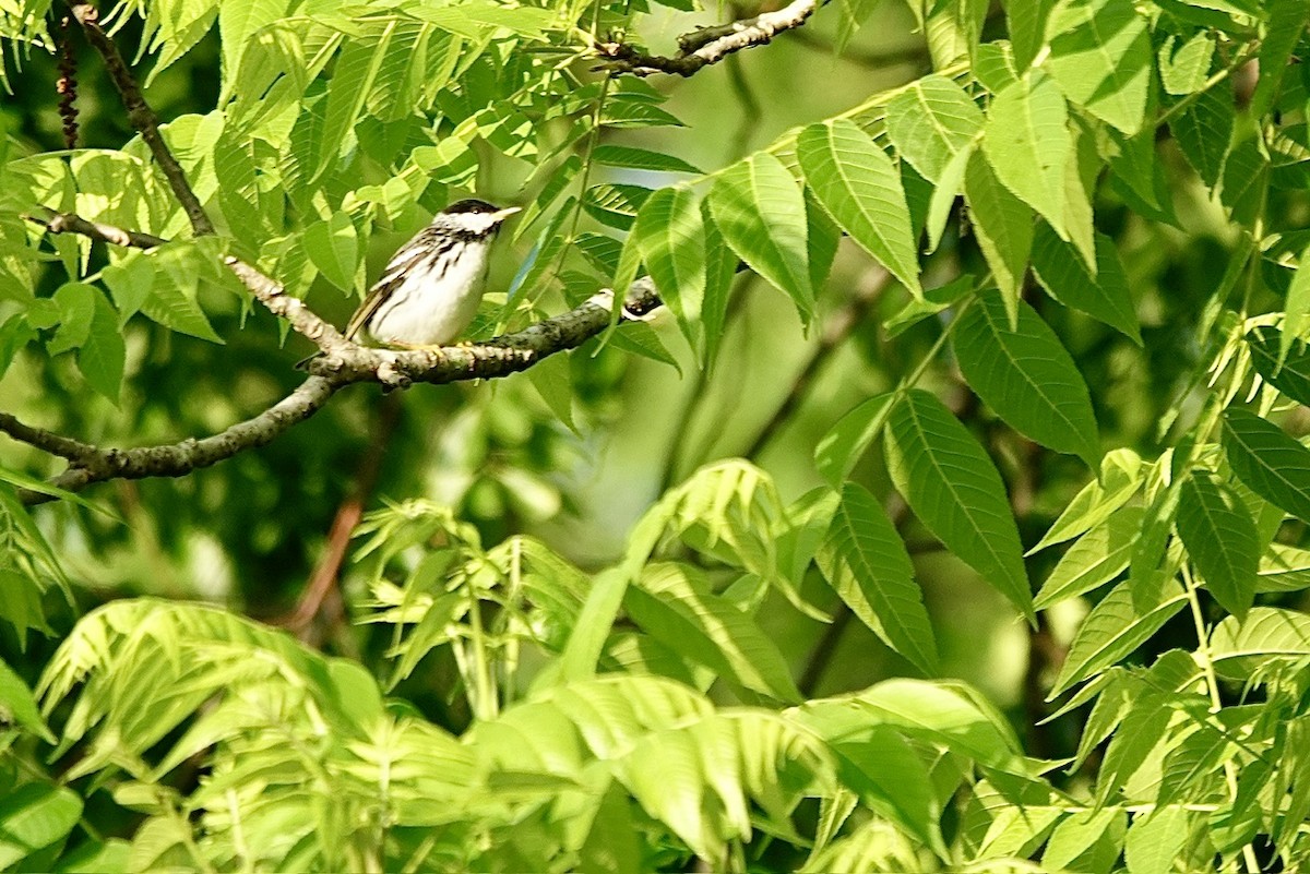 Blackpoll Warbler - ML657340126