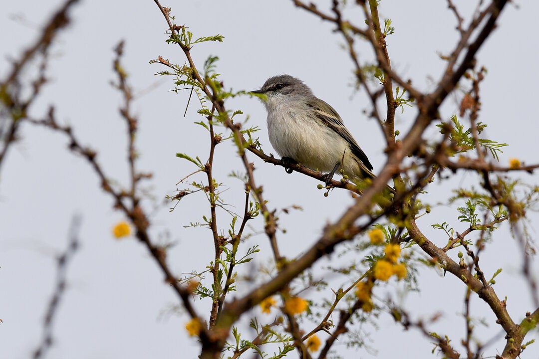 Suiriri Flycatcher - ML657340790