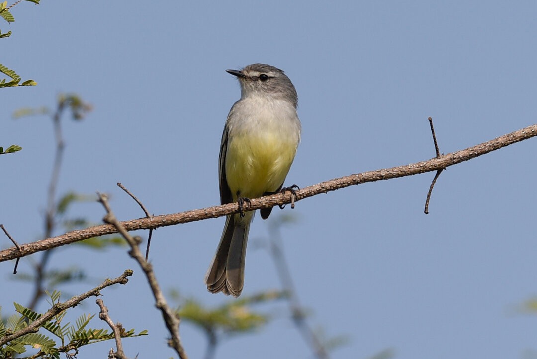 White-crested Tyrannulet - ML657340831