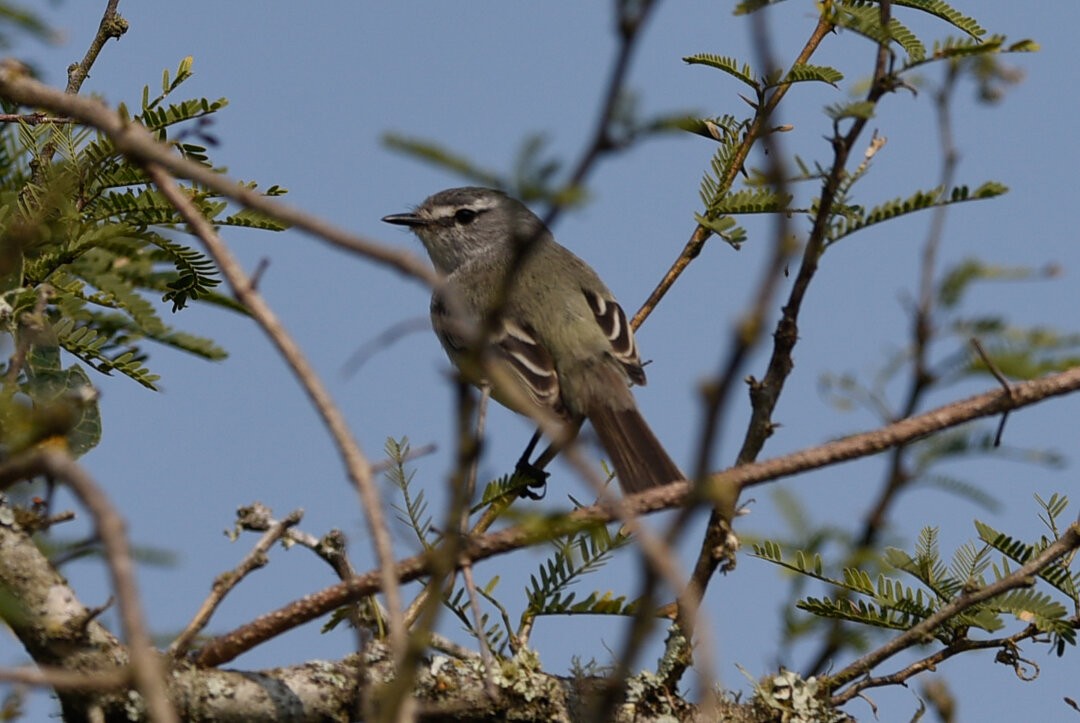 Straneck's Tyrannulet - ML657340862