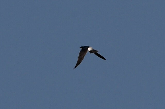 White-rumped Swallow - ML657340914