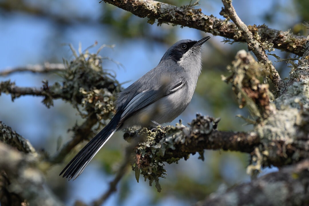 Masked Gnatcatcher - ML657340932