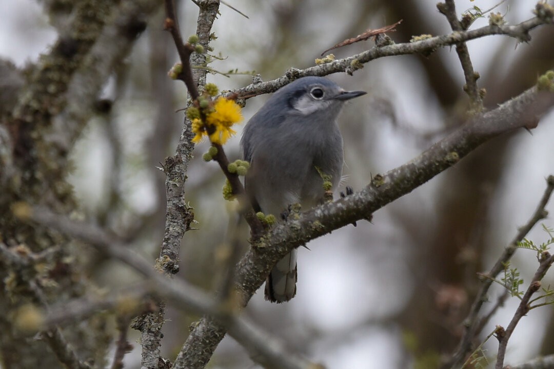 Masked Gnatcatcher - ML657340933