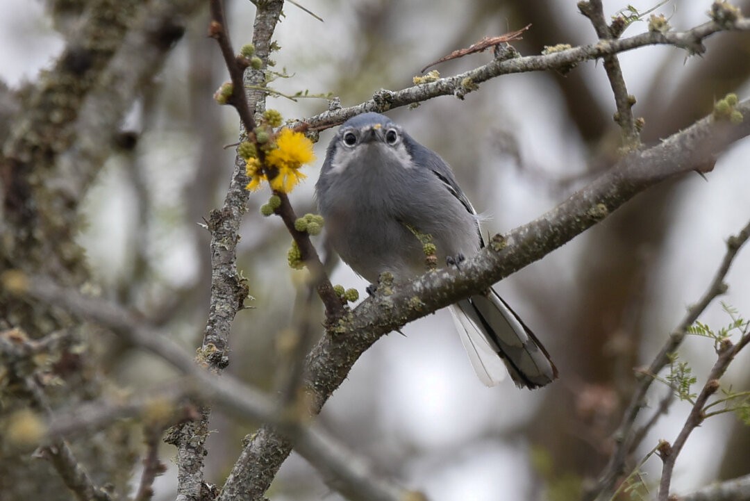 Masked Gnatcatcher - ML657340934